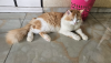 Persian Male Cat
